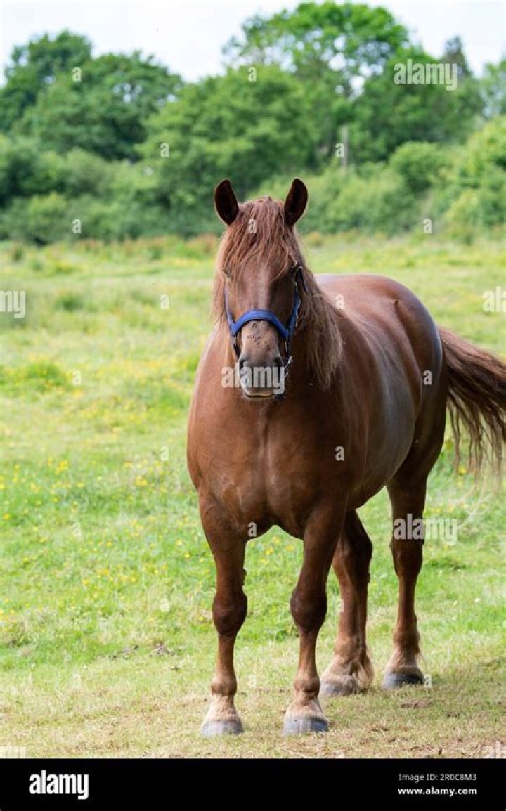 What does a Suffolk Punch horse look like?