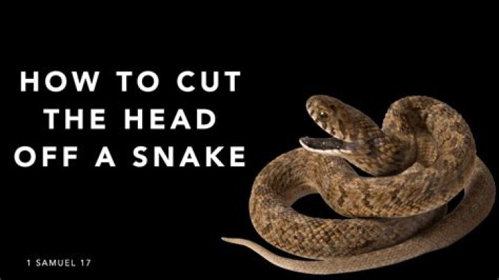 What does cut the head of the snake mean?