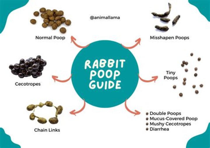 What does it mean if my poop is like rabbit poo?