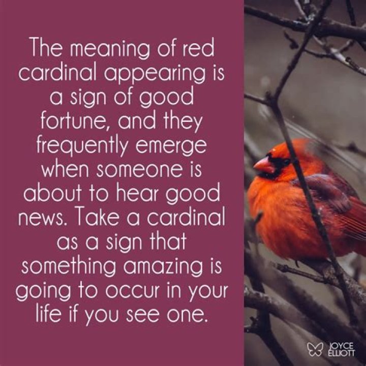 What does it mean to see 2 red cardinals?