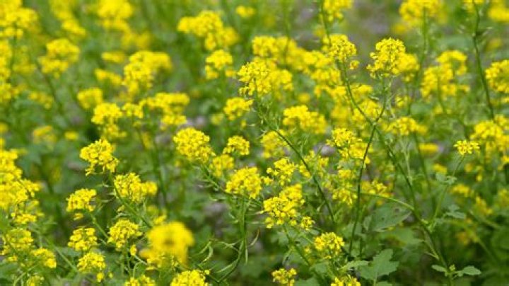 What does mustard gas and roses symbolize in Slaughterhouse-Five?