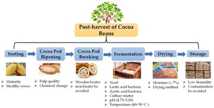 What does string beans do for the body?