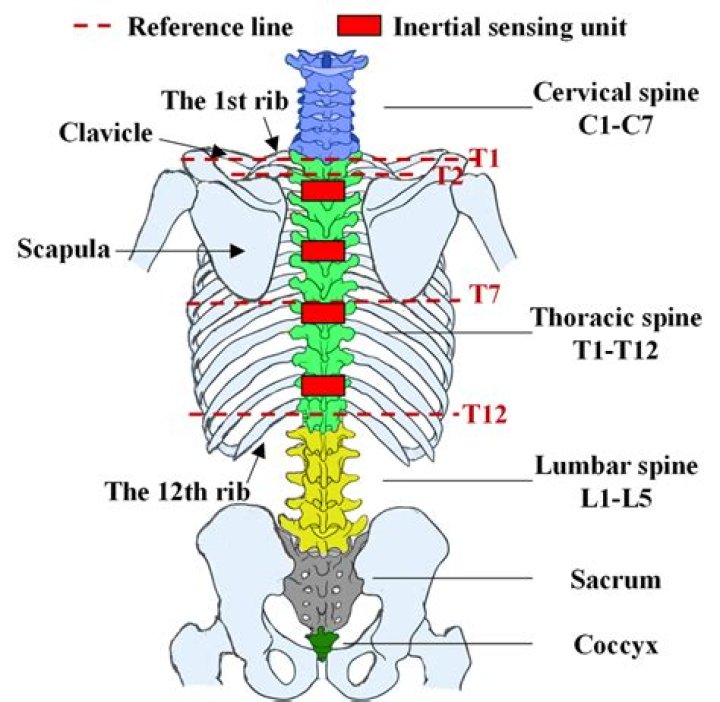 What does T12 vertebrae control?
