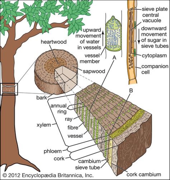 What does tree bark contain?