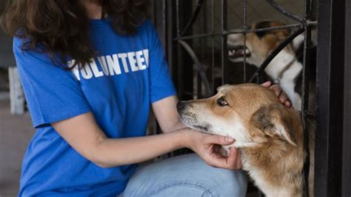 What education is needed to work at an animal shelter?