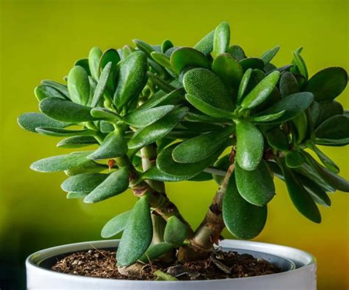 What happens if you touch a jade plant?