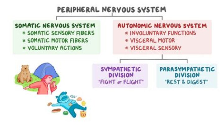What happens if your autonomic nervous system fails?