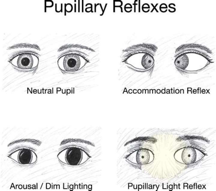 What happens to the size of the pupil during the accommodation reflex?