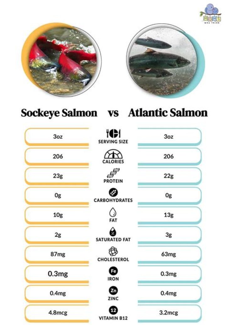 What is a Alevin salmon?