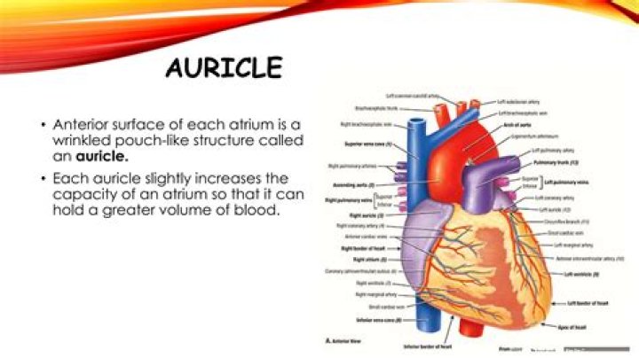 What is a atrium auricle?