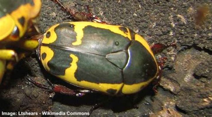 What is a black and yellow beetle?