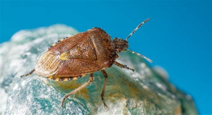 What is a pnw group?