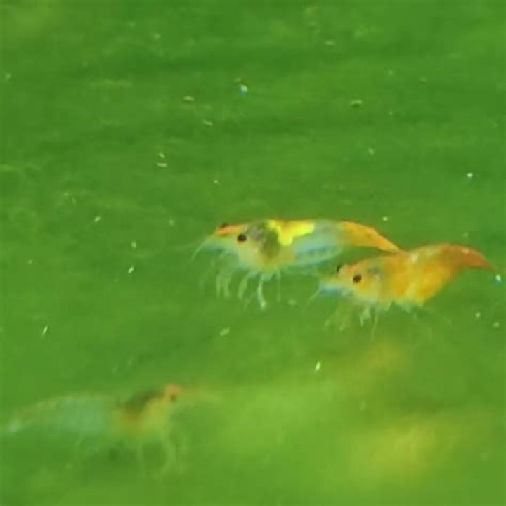 What is a RILI shrimp?