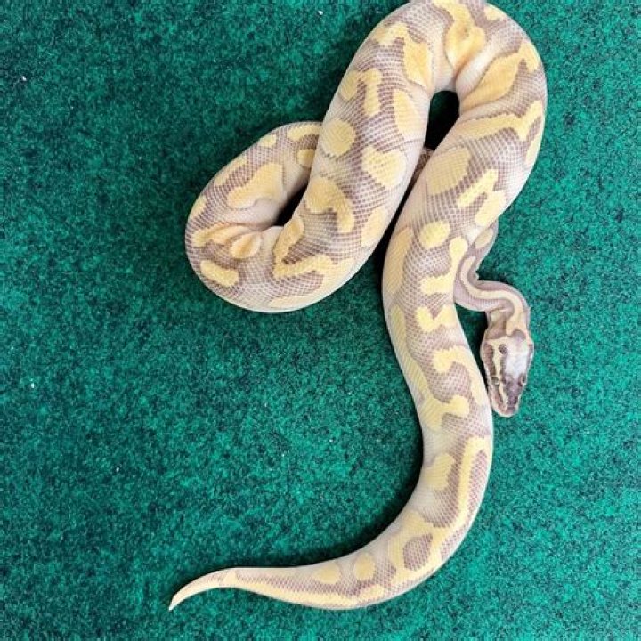 What is a super enchi ball python?