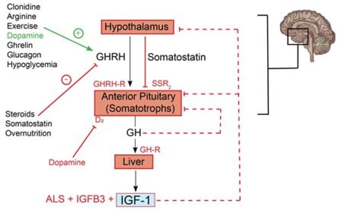 What is another name for somatostatin?