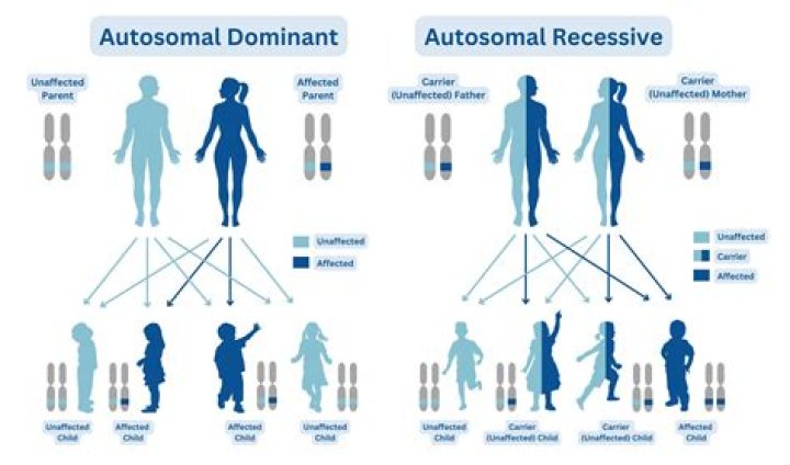 What is autosomal cell?