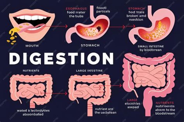 What is Egestion and digestion?