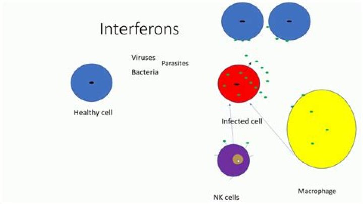 What is interferon used for?
