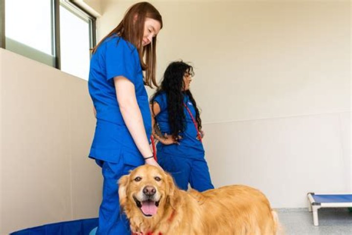What is kennel attendant?