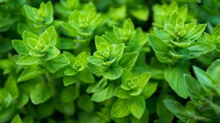 What is oregano called in India?