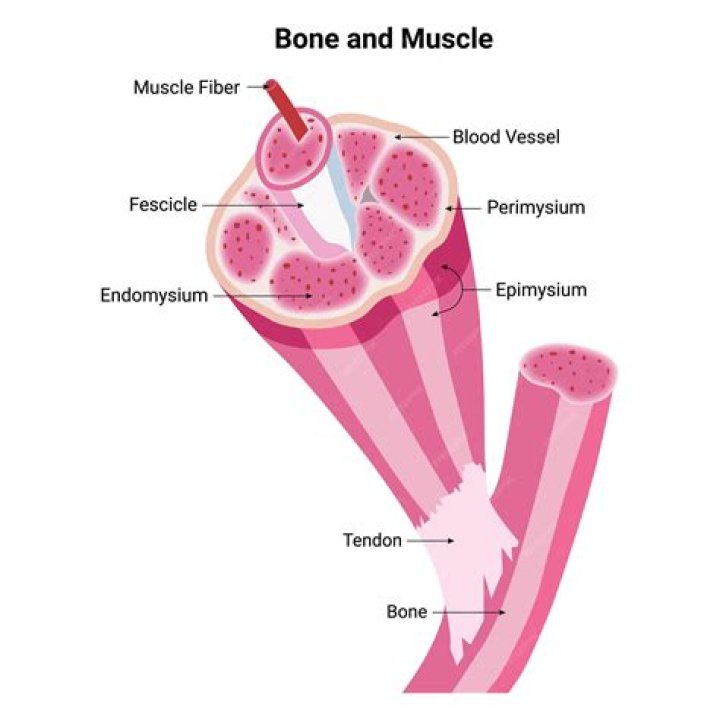 What is perimysium and endomysium?