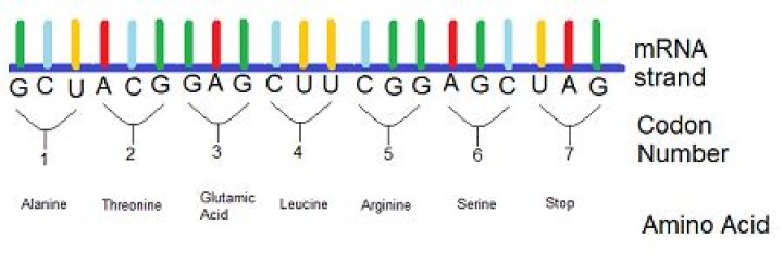 What is the amino acid sequence for the mRNA Strand?