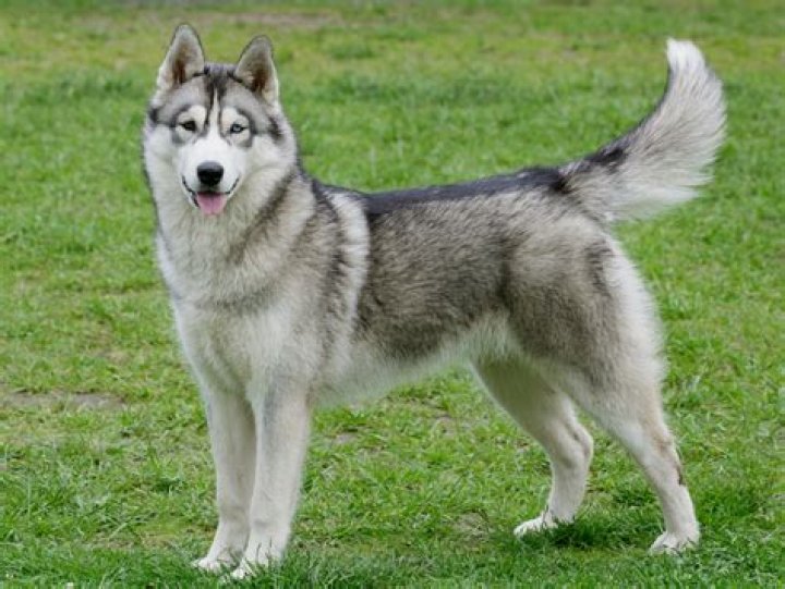 What is the average price for a Siberian husky puppy?