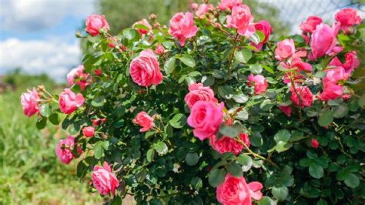 What is the best time to plant roses in Florida?