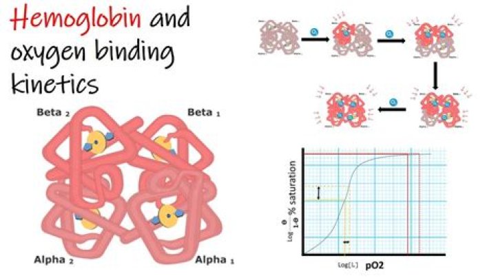 What is the binding site for oxygen on hemoglobin?