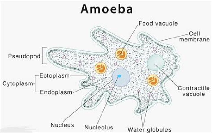 What is the biological name of amoeba?