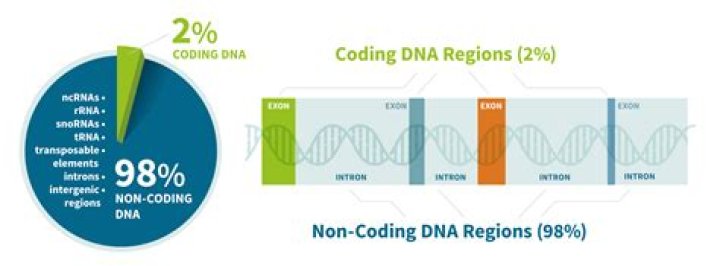 What is the coding sequence of DNA called?