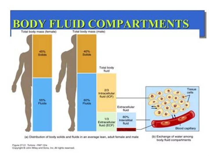 What is the composition of each of the body fluid compartments?
