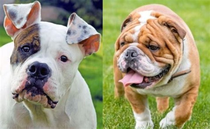 What is the difference between Aussie Bulldog and British Bulldog?