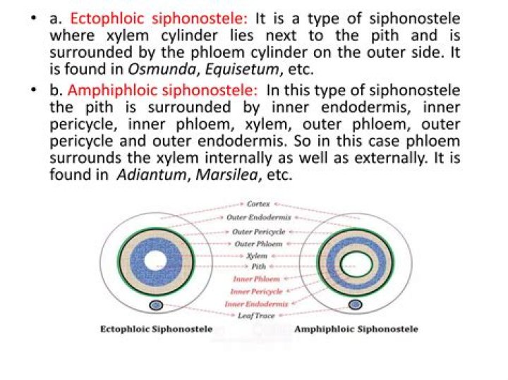 What is the difference between siphonostele and protostele?