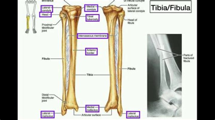 What is the difference between the tibia and the fibula?