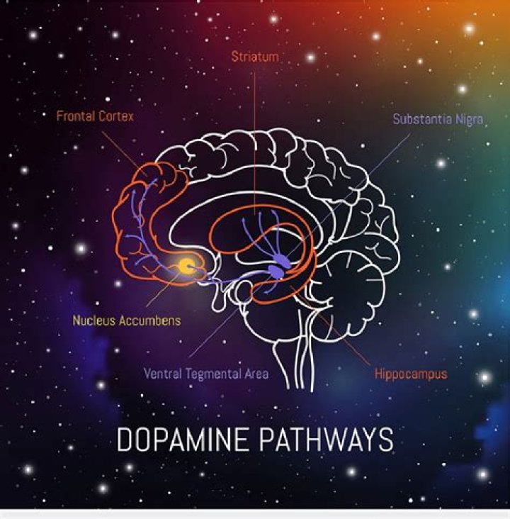 What is the effect of dopamine on the body?