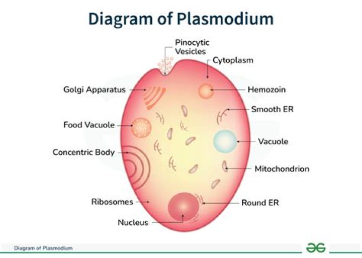 What is the Exflagellation of Plasmodium?