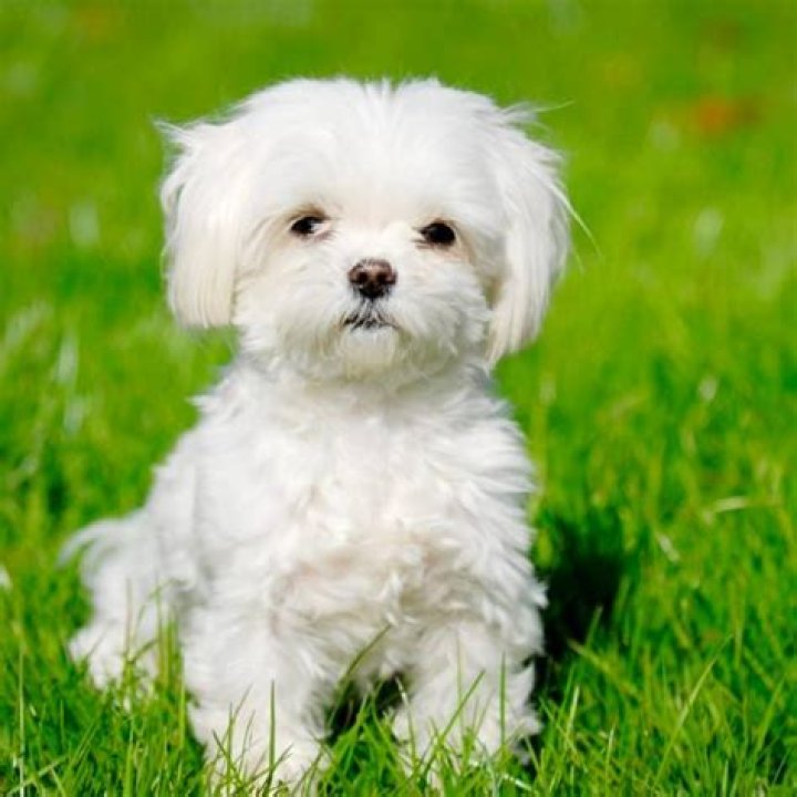 What is the friendliest small dog breed?
