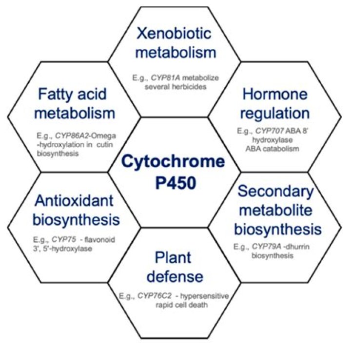 What is the function of cytochrome P450?