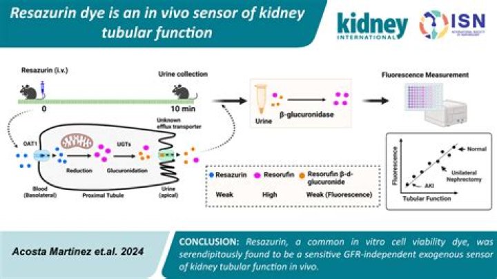 What is the function of resazurin in thioglycollate medium?