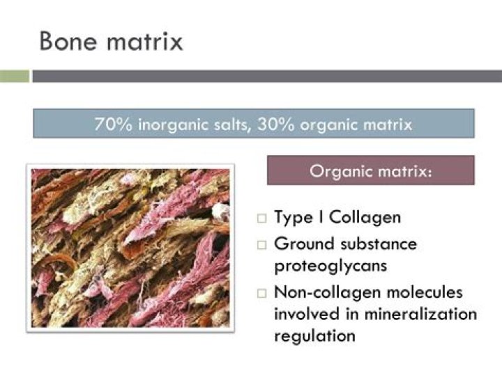 What is the inorganic matrix of bone?