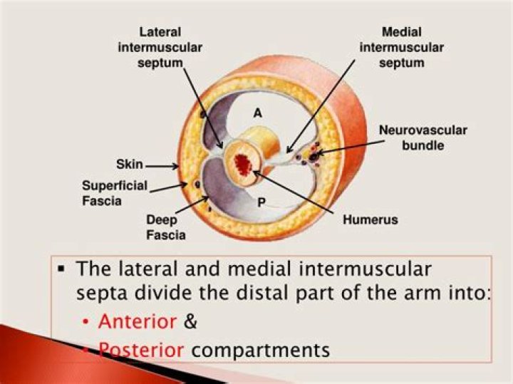 What is the lateral intermuscular septum?