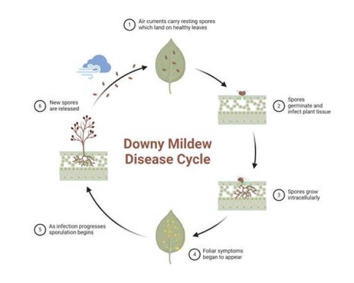 What is the life cycle of downy mildew?
