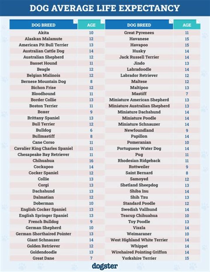 What is the life expectancy of a dog with megaesophagus?