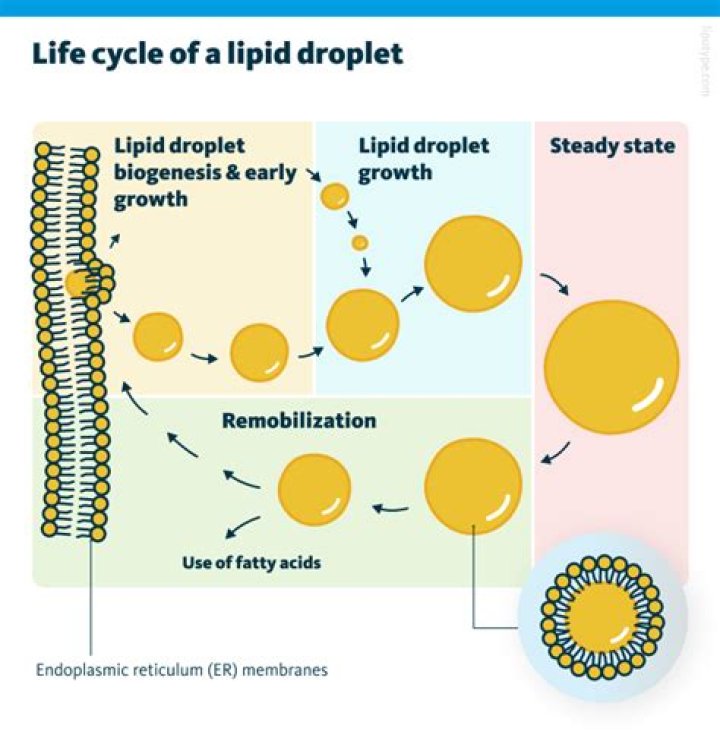 What is the lipid raft concept?