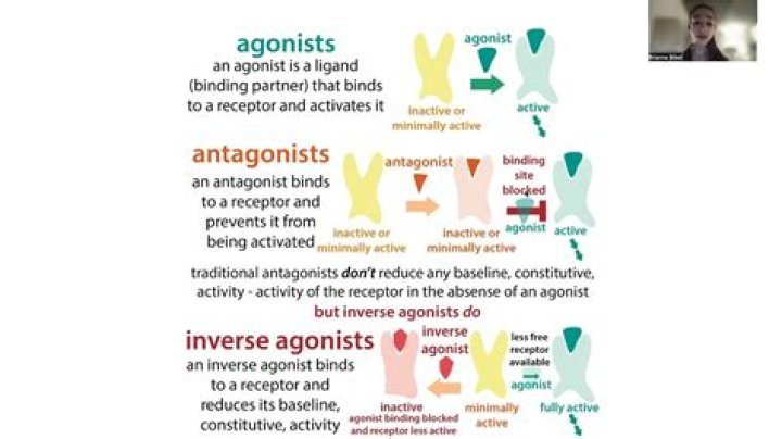 What is the main difference between agonists and antagonists?