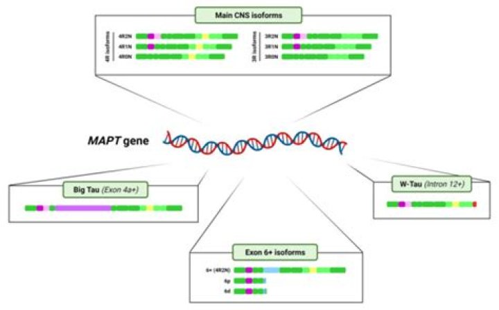 What is the MAPT gene?