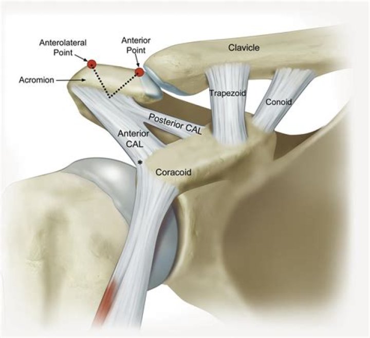 What is the mean of acromion?