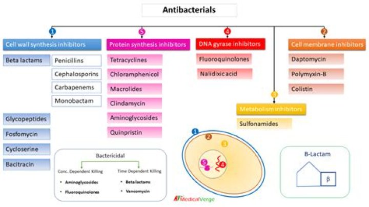 What is the meaning of antibacterial spectrum?