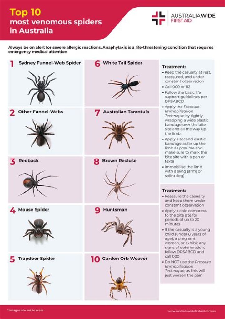 What is the most common spider in South Africa?